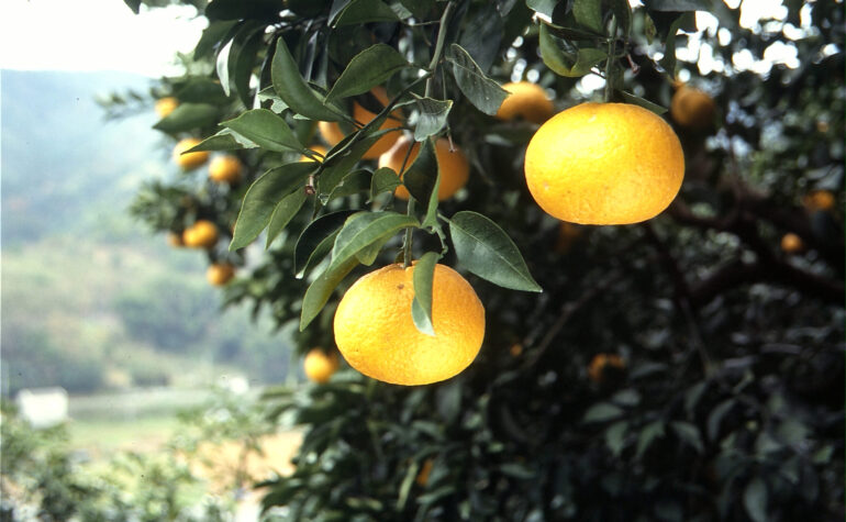 甘夏冷やし中華5食のパッケージ